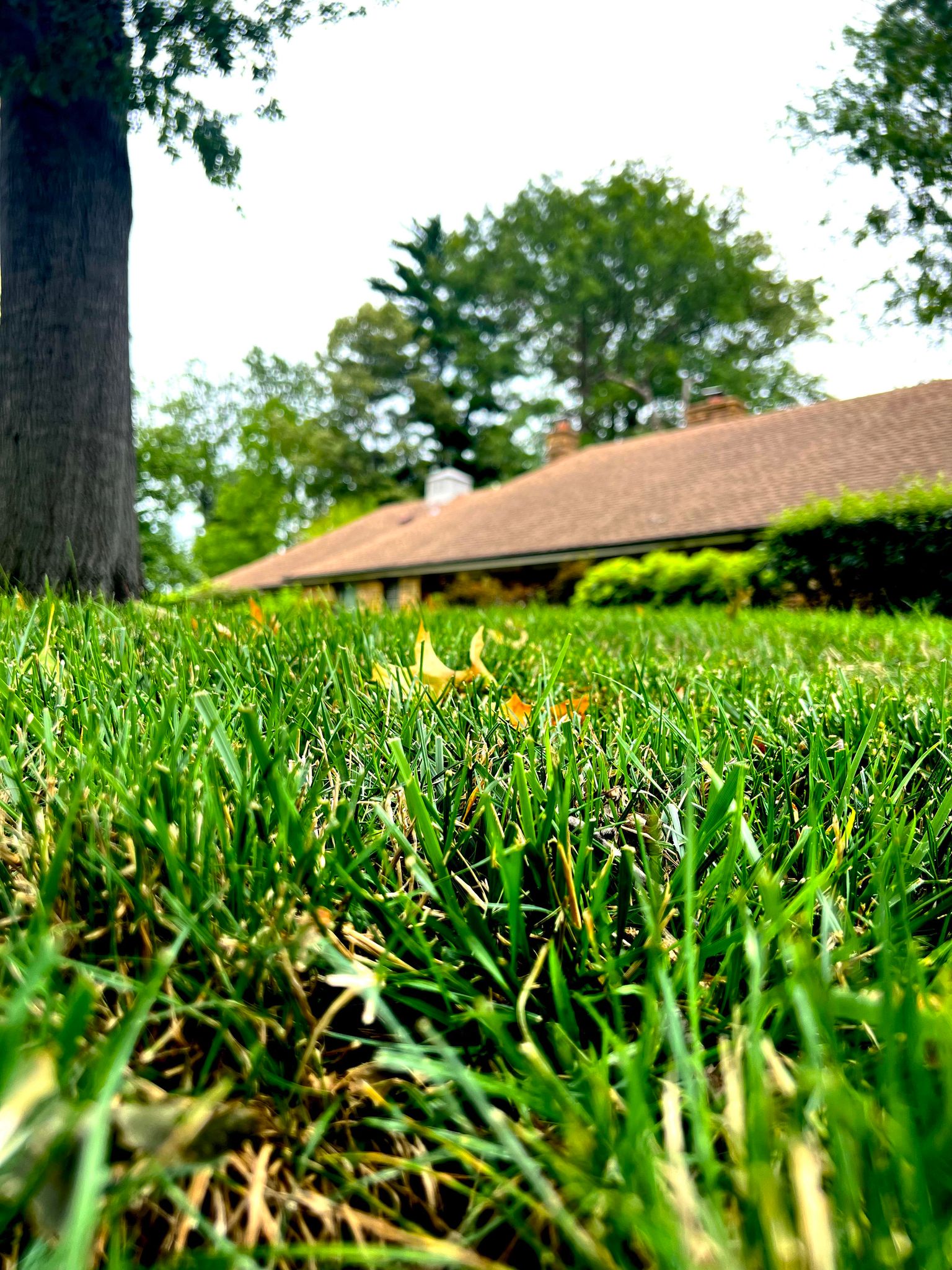 Saint Louis Lawn Care, Inc