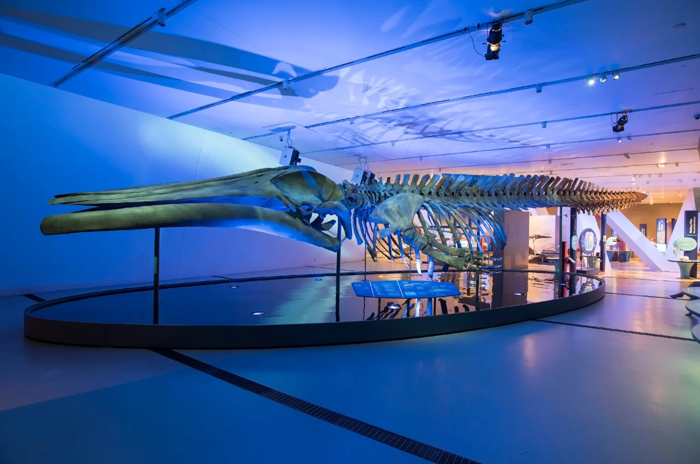 Blue Whale: The Exhibition