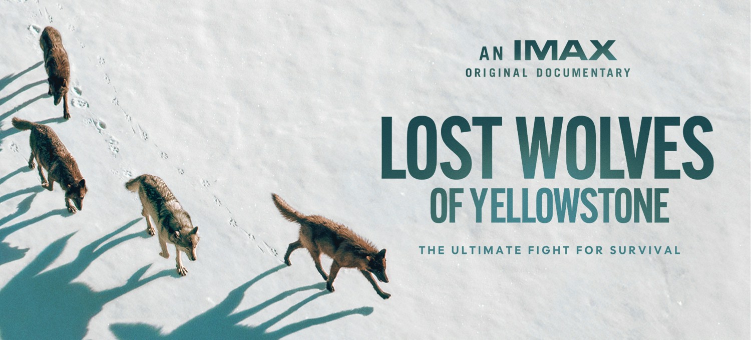 Lost Wolves Of Yellowstone