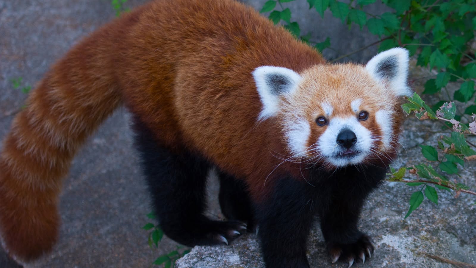 Saint Louis Zoo
