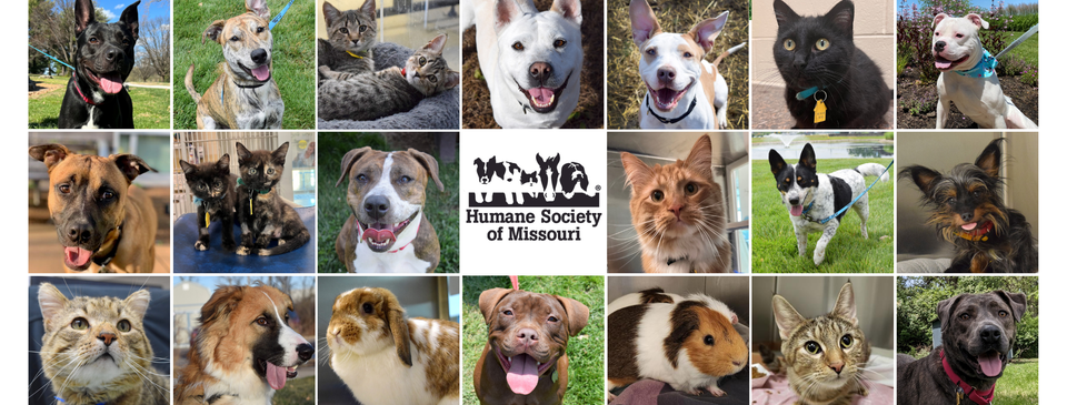 Humane Society of Missouri